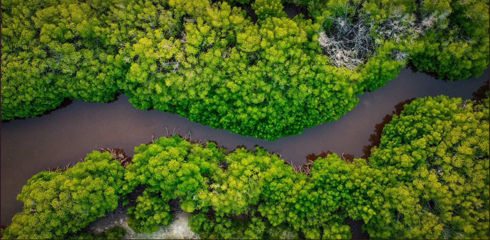 trees along river