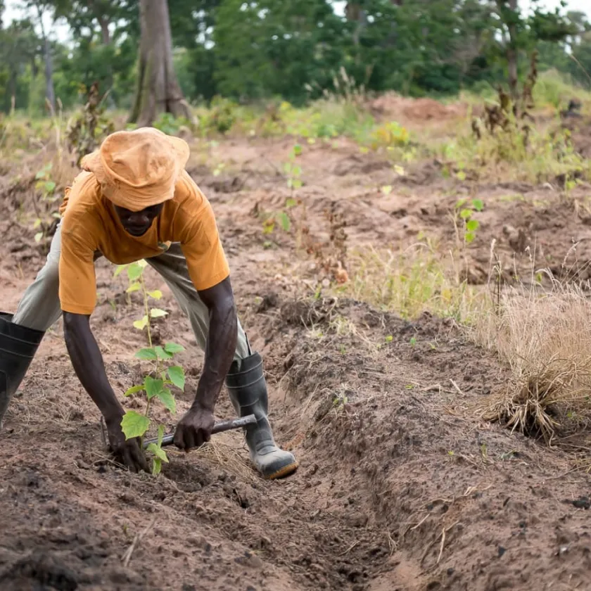 Travailleur forestier dans une plantation de Miro Forestry