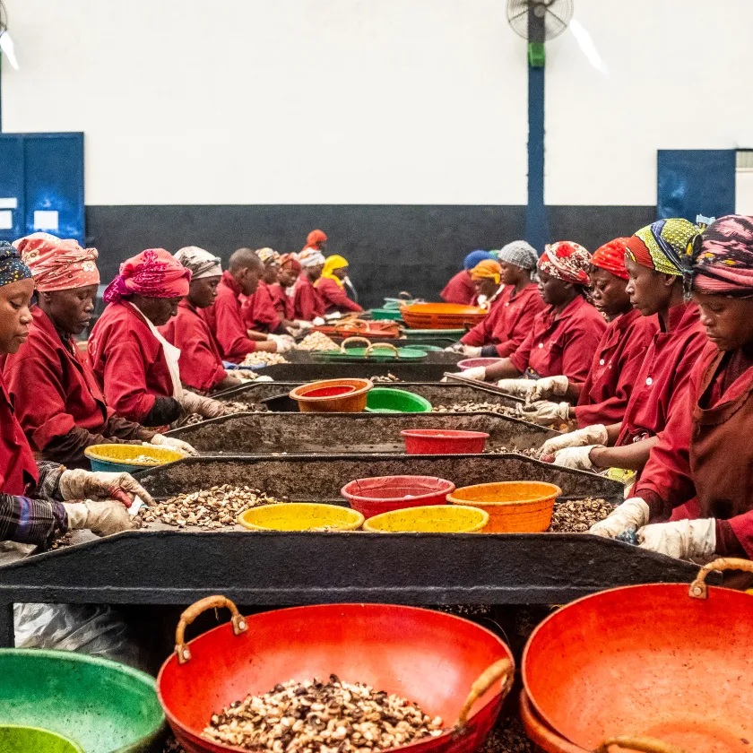 Women working in a cashew-processing factory