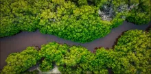 trees along river