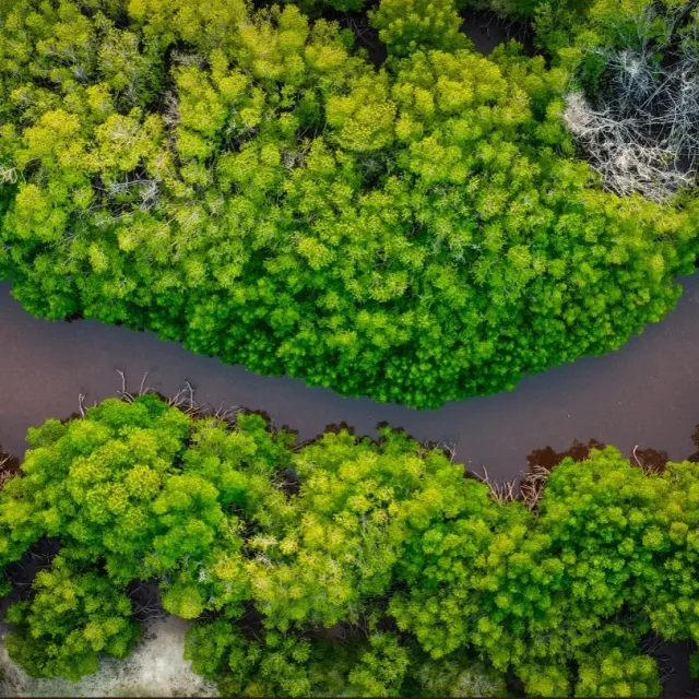 trees along river