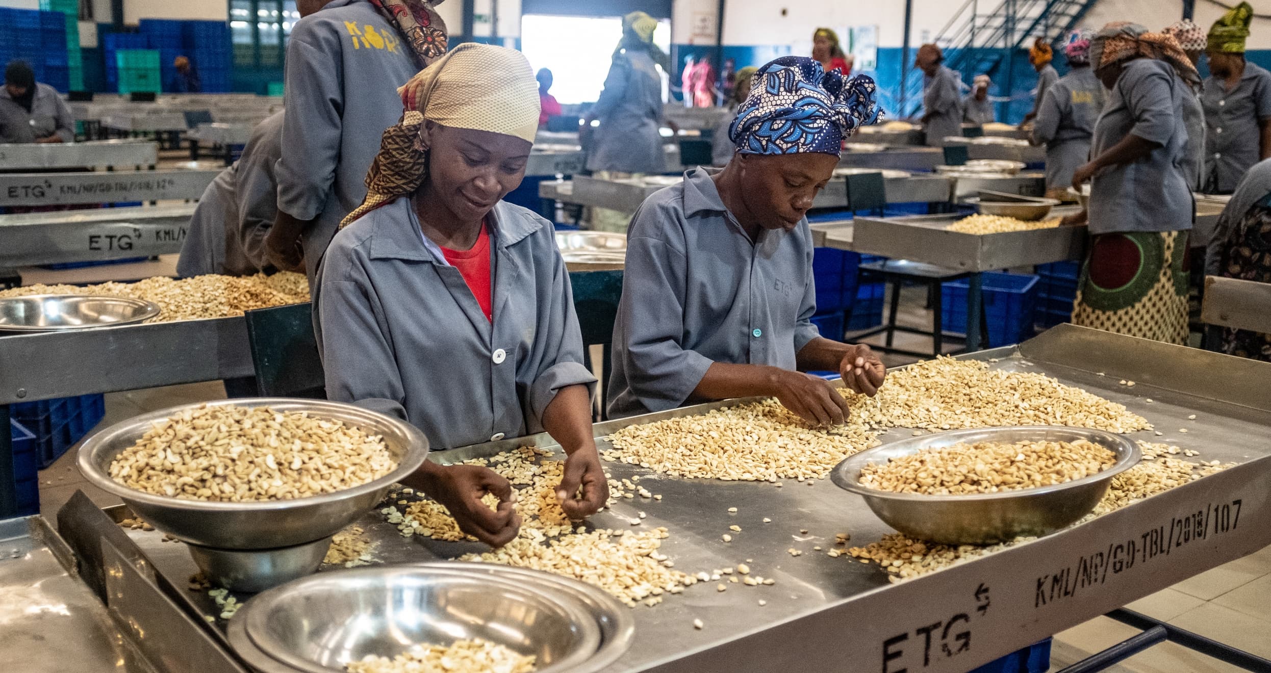 Two women sort through cashews