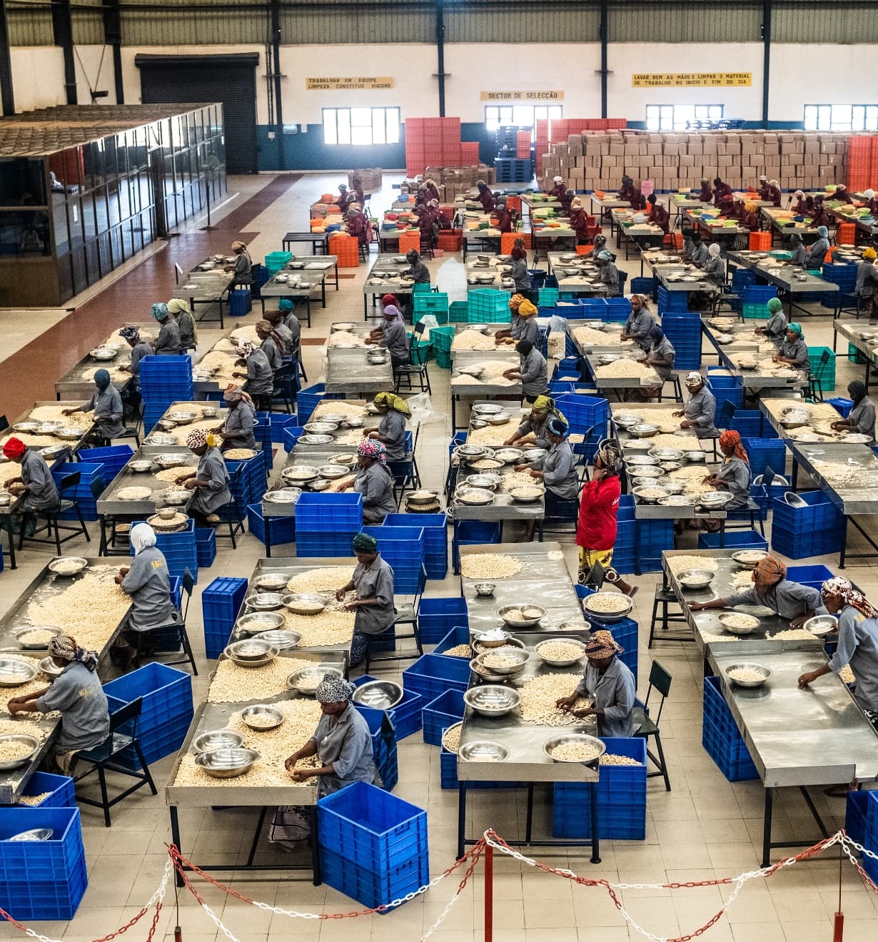 Intérieur de l’usine : tables de tri des noix de cajou