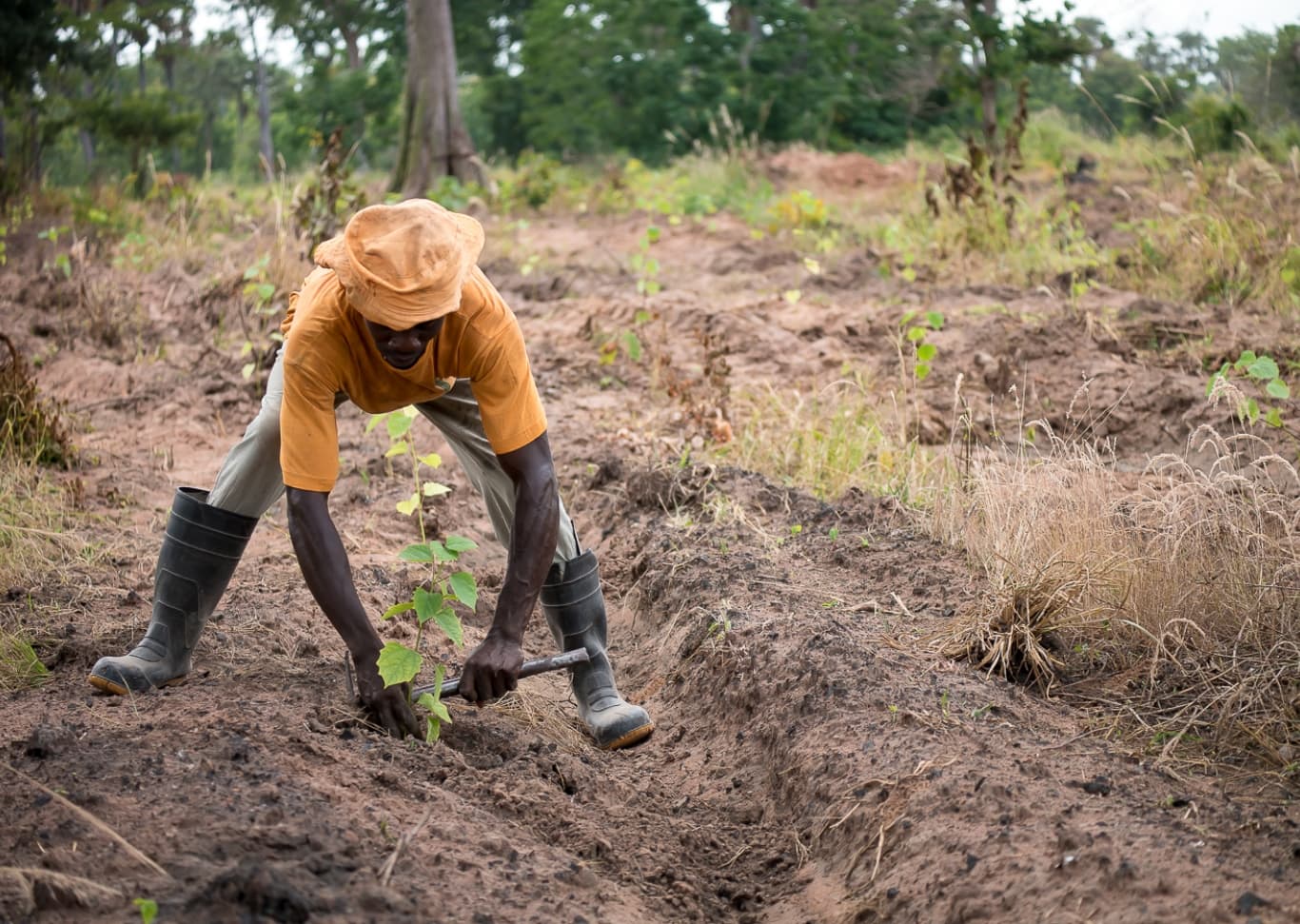 Un homme plantant un jeune arbre dans un champ