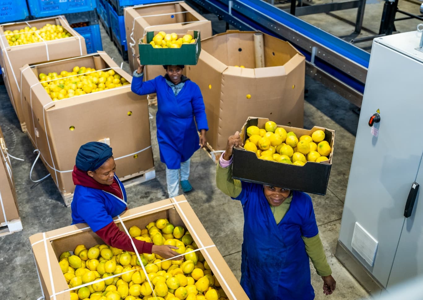 Des femmes transportant des cageots de citrons dans une usine