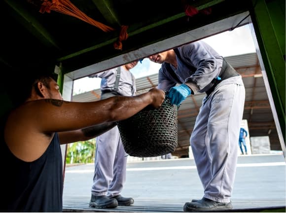 De l'açai est transporté dans des paniers hors d'un bateau