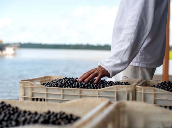 Une personne posant sa main sur un cageot d'açai