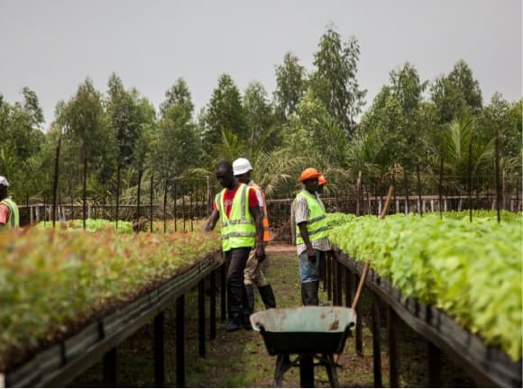 Workers in a trees nursery