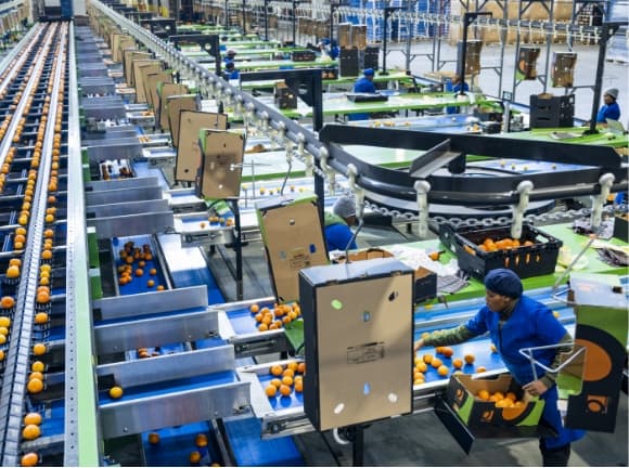 Ouvrières dans une usine d'emballage de fruits